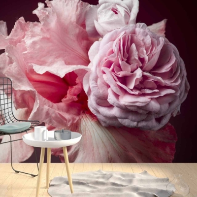 Wallpaper features: large mural, close-up pink rose, peony, dark background. Elements and colors: pink petals, floral design, deep dark tones.