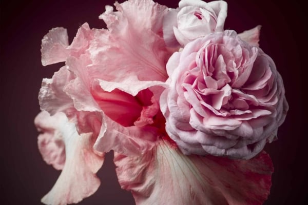 The wallpaper showcases a close-up of a pink floral arrangement with ruffled, delicate petals. Featuring lush, soft flowers in varying shades of pink and intricate textures, the dark gradient background accentuates their vibrant colors and fine details. Perfect for searches like "pink floral wallpaper" or "close-up flower texture.