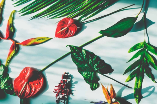 A vibrant wallpaper features a laid-back tropical design against a light blue background. Key elements include green palm fronds, lush green leaves, red anthurium flowers, and vibrant heliconia. The composition is enhanced by dappled light and shadows, emphasizing the relaxed vibe. Perfect for creating a serene ambiance with touches of colorful nature.