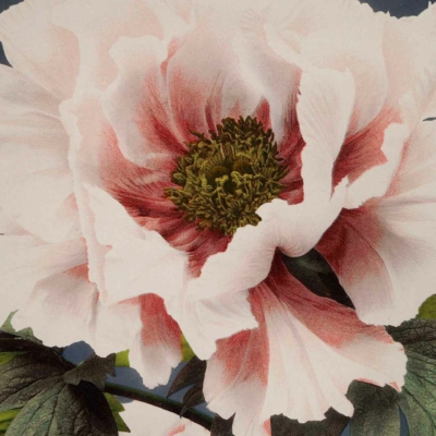 Close-up wallpaper of a large, blooming peony flower. Light pink petals with darker pink accents near the center create a lush, voluminous appearance. The heart features a dense cluster of yellow-green stamens. Partially visible green leaves capture the essence of the last day of summer. Elements: peony, light pink petals, darker pink accents, yellow-green stamens, green leaves.
