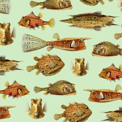 A vibrant wallpaper featuring various types of colorful, quirky boxfish and pufferfish. Each fish sports distinctive patterned bodies and fins in a variety of hues such as blue, yellow, orange, green, and pink. Set against a light green background, the fish are arranged in different orientations to showcase their unique shapes and textures. The whimsical charm of aquatic life is captured with intricate details on the fish scales and patterns. Search elements include: colorful boxfish, quirky pufferfish, patterned bodies, vibrant fins, light green background.