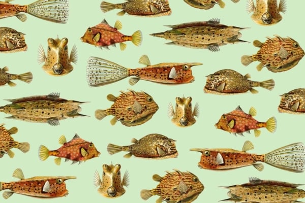 A vibrant wallpaper featuring various types of colorful, quirky boxfish and pufferfish. Each fish sports distinctive patterned bodies and fins in a variety of hues such as blue, yellow, orange, green, and pink. Set against a light green background, the fish are arranged in different orientations to showcase their unique shapes and textures. The whimsical charm of aquatic life is captured with intricate details on the fish scales and patterns. Search elements include: colorful boxfish, quirky pufferfish, patterned bodies, vibrant fins, light green background.