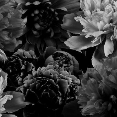 Wallpaper features a black and white close-up of blooming flowers. Detailed petals and textures create a rich, dynamic composition. Monochromatic yet evoking living colour; densely packed flowers fill the frame completely. Elements: blooming flowers, detailed petals, rich textures. Colors: black, white.