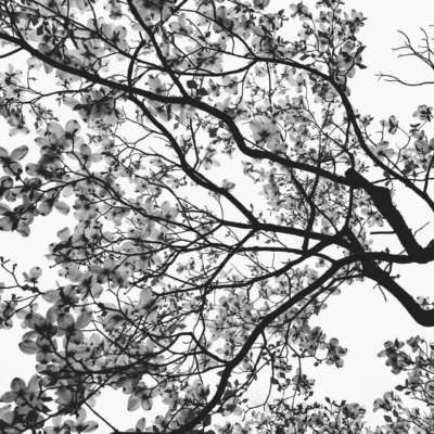 Wallpaper description: Black and white image of tree branches with blossoms against a bright sky. Delicate flowers and intricate network of branches in striking contrast. Highlights: tree structure, floral elements, monochrome tones. Perfect for a nature-inspired, minimalistic aesthetic background.