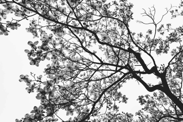 Wallpaper description: Black and white image of tree branches with blossoms against a bright sky. Delicate flowers and intricate network of branches in striking contrast. Highlights: tree structure, floral elements, monochrome tones. Perfect for a nature-inspired, minimalistic aesthetic background.