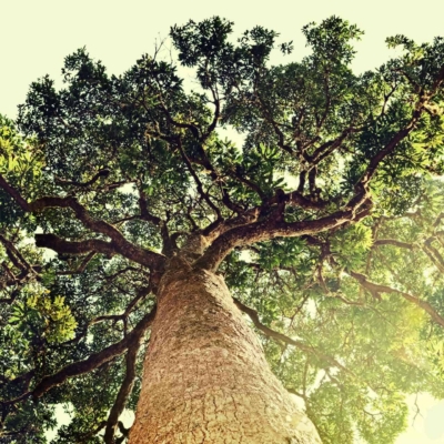 Wallpaper: A low-angle view of a large tree with a thick, rough-textured trunk and a sprawling canopy of vibrant green leaves. Light sky in the background with sunlight filtering through foliage, emphasizing the grandeur and natural beauty. Colors: Greens (foliage), browns (bark), light blue/white (sky). Elements: Large tree, thick trunk, sprawling canopy, sunlight filtering through leaves, rough bark texture.