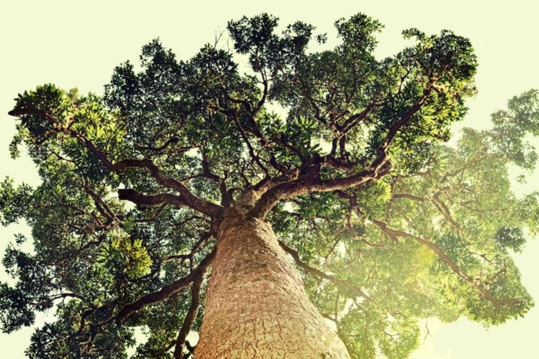 Wallpaper: A low-angle view of a large tree with a thick, rough-textured trunk and a sprawling canopy of vibrant green leaves. Light sky in the background with sunlight filtering through foliage, emphasizing the grandeur and natural beauty. Colors: Greens (foliage), browns (bark), light blue/white (sky). Elements: Large tree, thick trunk, sprawling canopy, sunlight filtering through leaves, rough bark texture.