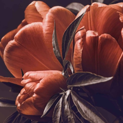 Vibrant wallpaper featuring close-up of three large, blooming orange-pink peonies with dark green leaves. The flowers stand out against a blurred dark background, creating a striking and elegant contrast Lorena would adore. Key elements: large peonies, orange-pink hues, dark green leaves, blurred dark backdrop.
