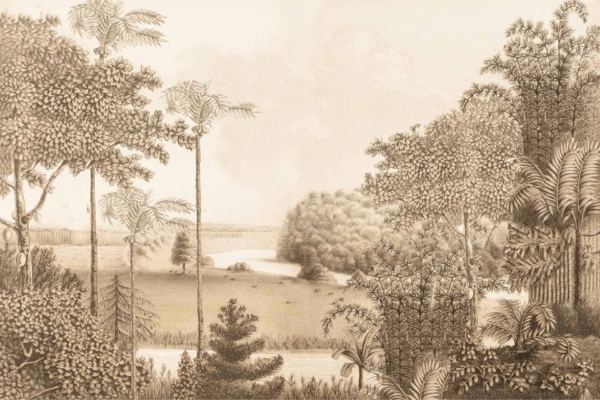 The wallpaper displays a sepia-toned illustration of a lush Louisiana forest, featuring various tall trees and dense foliage. A serene river or stream winds through the landscape, curving gently into the distance, evoking tranquility and natural beauty. The dominant colors are shades of brown, beige, and muted green. Elements include: tall trees, dense foliage, serene river/stream, lush forest setting.