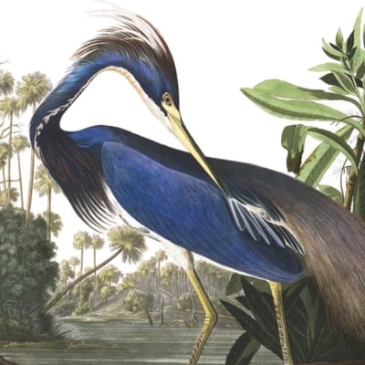 Wallpaper Illustration:
- **Louisiana Heron**
- Curved neck
- Elongated crest feathers
- Deep blue body
- Light blue wing highlights
- Yellow beak
- **Environment**
- Lush, green vegetation
- Water body nearby
- Tall trees in the background