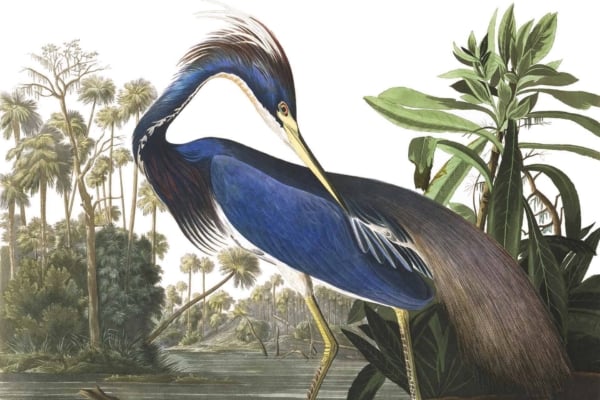 Wallpaper Illustration:
- **Louisiana Heron**
  - Curved neck
  - Elongated crest feathers
  - Deep blue body
  - Light blue wing highlights
  - Yellow beak

- **Environment**
  - Lush, green vegetation
    - Water body nearby
    - Tall trees in the background