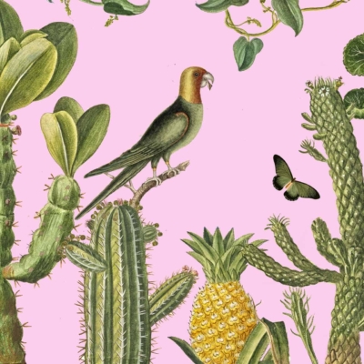 A vibrant wallpaper featuring various cacti and succulents in green hues, a golden-yellow pineapple, a colorful perched parrot with bright feathers, and a delicate butterfly in flight. The detailed botanical elements are set against a pink background with shades of green, yellow, and brown adding to the exotic atmosphere. Ideal for search: