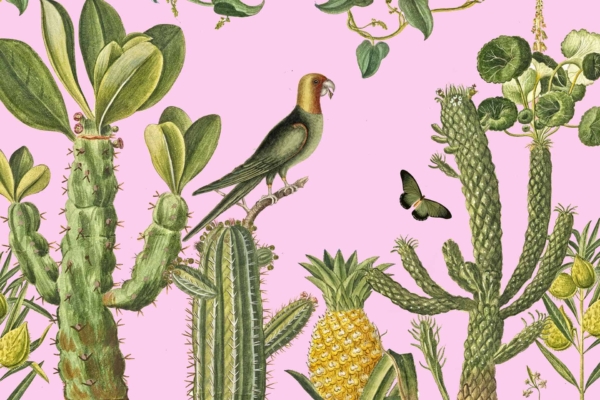 A vibrant wallpaper featuring various cacti and succulents in green hues, a golden-yellow pineapple, a colorful perched parrot with bright feathers, and a delicate butterfly in flight. The detailed botanical elements are set against a pink background with shades of green, yellow, and brown adding to the exotic atmosphere. Ideal for search: "exotic cacti succulents pineapple parrot butterfly pink background".