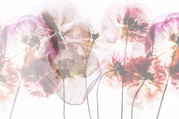 Delicate, translucent flowers in shades of pink, purple, and beige are layered over a light background. The fine details and overlapping petals evoke cherished memories with their ethereal, dreamy effect. The airy, artistic composition is highlighted by the soft hues and intricate floral designs.