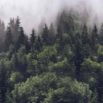 A serene forest wallpaper featuring a mix of tall pines and lush leafy trees enveloped in thick mist. Vibrant green foliage contrasts with the ethereal mist among treetops, creating a mystical atmosphere. Elements: dense forest, misty, pine trees, leafy trees, vibrant greenery. Colors: green, grayish-white (mist), brown (tree trunks).