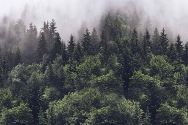 A serene forest wallpaper featuring a mix of tall pines and lush leafy trees enveloped in thick mist. Vibrant green foliage contrasts with the ethereal mist among treetops, creating a mystical atmosphere. Elements: dense forest, misty, pine trees, leafy trees, vibrant greenery. Colors: green, grayish-white (mist), brown (tree trunks).