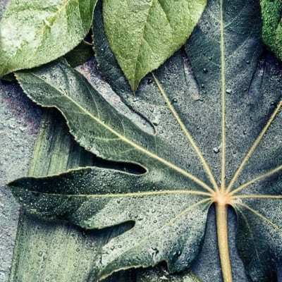 Close-up wallpaper featuring various green leaves with morning dew droplets. The central leaf displays prominent, radiating veins, giving it a striking appearance. Surrounding leaves are smaller and elongated. The overall look is fresh and vibrant with rich green hues highlighted by glistening dew drops. Keywords: green leaves, morning dew, radiating veins, elongated leaves, fresh foliage, vibrant colors.
