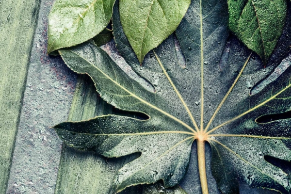 Close-up wallpaper featuring various green leaves with morning dew droplets. The central leaf displays prominent, radiating veins, giving it a striking appearance. Surrounding leaves are smaller and elongated. The overall look is fresh and vibrant with rich green hues highlighted by glistening dew drops. Keywords: green leaves, morning dew, radiating veins, elongated leaves, fresh foliage, vibrant colors.