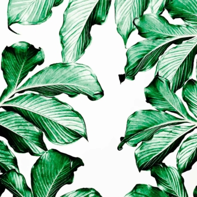 A wallpaper featuring a collection of large, vibrant green leaves with prominent veins, arranged against a plain white background. The leaves overlap slightly and some are oriented diagonally, creating a lush and lively botanical pattern. Elements: green leaves, prominent veins, white background. Colors: vibrant green, white. Keywords: botanical pattern wallpaper.