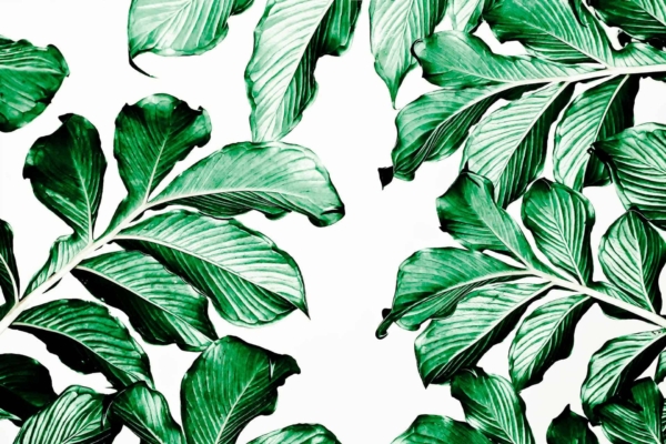 A wallpaper featuring a collection of large, vibrant green leaves with prominent veins, arranged against a plain white background. The leaves overlap slightly and some are oriented diagonally, creating a lush and lively botanical pattern. Elements: green leaves, prominent veins, white background. Colors: vibrant green, white. Keywords: botanical pattern wallpaper.
