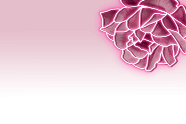Digital illustration: large rose with pink-tinted petals, bright neon outline.
Gradient background: transitions from light pink (top) to white (bottom).
Flower position: upper right corner.
Space left on the left side.