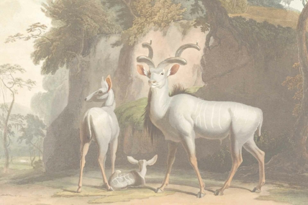 Vintage illustration wallpaper features three antelopes. Prominent elements include two adult antelopes with distinctive white striping, a newborn antelope resting on the ground, lush vegetation, and trees. Dominant colors: earthy tones of brown and green with accents of white in the striping.