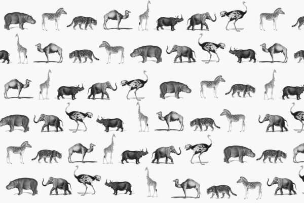 Seamless wallpaper pattern featuring evenly spaced black and white illustrations of wild animals such as giraffes, ostriches, camels, rhinos, cheetahs, and wildebeests on a white background; reminiscent of Noah's Ark scenes. Key elements: black & white animal illustrations, giraffes, ostriches, camels, rhinos (rhinoceroses), cheetahs (big cats), wildebeests (gnus), evenly spaced rows.