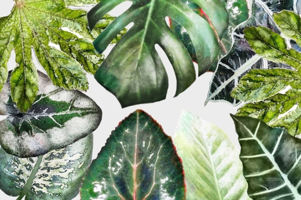 A lush wallpaper features diverse green and variegated leaves, showcasing large monstera leaves, long leaves with white veins, and speckled foliage. The vibrant greenery contrasts against a light background, highlighting various shapes, sizes, and textures.
