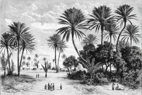 Wallpaper: Vintage black and white illustration of a Tunis desert oasis. Elements include scattered tall palm trees, sandy ground with groups of people in the foreground, more figures and small buildings among trees in the background. Predominantly monochrome tones.