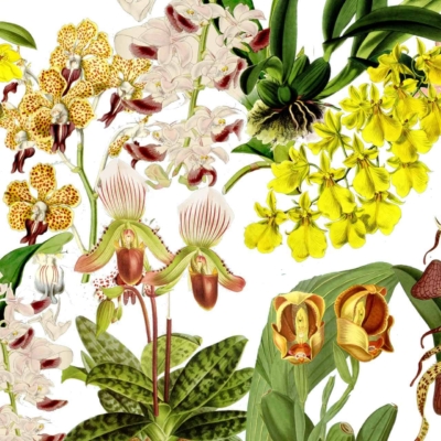 An illustration of colorful orchids on a wallpaper showcases vivid yellow, white, pink, and spotted varieties against a lush green leaf backdrop. The detailed composition highlights the unique shapes and patterns of each orchid flower in vibrant colors, creating an immersive tropical paradise feel. Elements: orchids, yellow orchids, white orchids, pink orchids, spotted orchids, green leaves. Colors: yellow, white, pink, spotted patterns (purple/white), green.