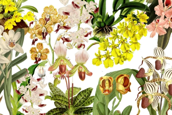 An illustration of colorful orchids on a wallpaper showcases vivid yellow, white, pink, and spotted varieties against a lush green leaf backdrop. The detailed composition highlights the unique shapes and patterns of each orchid flower in vibrant colors, creating an immersive tropical paradise feel. Elements: orchids, yellow orchids, white orchids, pink orchids, spotted orchids, green leaves. Colors: yellow, white, pink, spotted patterns (purple/white), green.