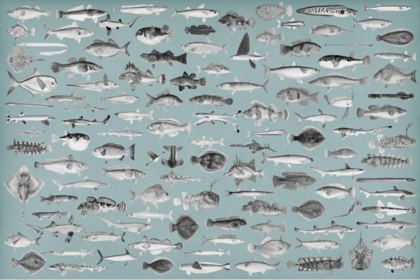 The wallpaper features a myriad of fish species, artistically arranged against a serene light blue background. Each fish is intricately illustrated, displaying their distinctive scales, fins, and colors. You'll find vibrant oranges and yellows of clownfish, the silvery sheen of sardines, the striking stripes on angelfish, and the elegant flowing forms of bettas. There are multicolored coral reefs interspersed among the fish, enhancing the aquatic scene with splashes of pinks and purples. Small bubbles float throughout, adding depth to this underwater tapestry. This detailed depiction is truly an off-the-hook masterpiece.
Key elements:
- Fish species diversity
- Light blue background
- Intricate details
- Bright colors: vibrant oranges, yellows, silvers
- Coral reefs: pinks and purples
- Small floating bubbles