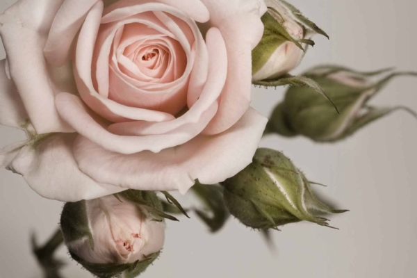 Wallpaper features a close-up of a pale pink rose in full bloom, with softly curved, delicate petals. It is surrounded by several green, tightly closed rosebuds. The background is blurred to accentuate the flower and buds. Key elements: pale pink rose, green rosebuds, soft petals, blurred background.