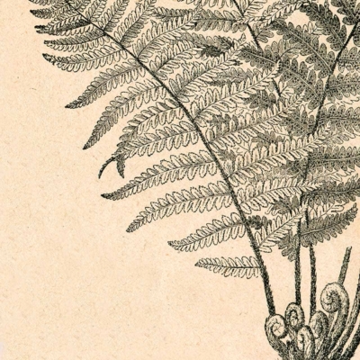Intricate, detailed black and white illustration of a fern plant featuring fine, overlapping fronds extending outward. Fern stems emerge from a fibrous root base against a beige background reminiscent of ancient papyrus. Elements: black and white fern, fine overlapping fronds, fibrous root base. Colors: black, white, beige.