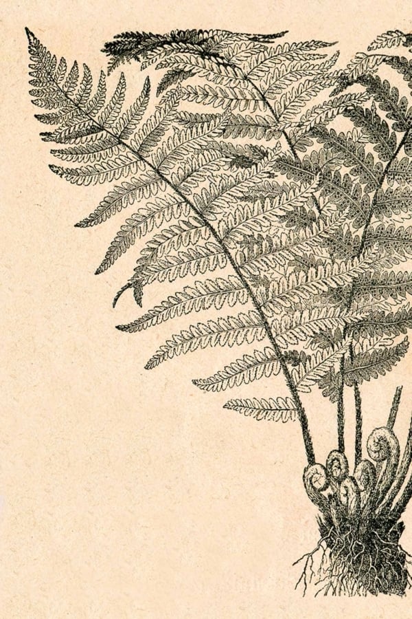 Intricate, detailed black and white illustration of a fern plant featuring fine, overlapping fronds extending outward. Fern stems emerge from a fibrous root base against a beige background reminiscent of ancient papyrus. Elements: black and white fern, fine overlapping fronds, fibrous root base. Colors: black, white, beige.