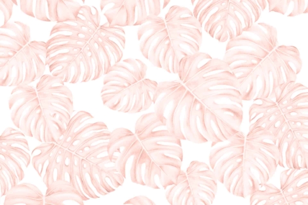 Light pink Monstera leaves spread across a white background, varying in size and orientation. Distinct split characteristics and fenestrations of the tropical leaves. Elements: light pink Monstera leaves, white background, leaf splits, fenestrations, tropical pattern.