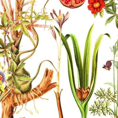 Vibrant botanical wallpaper: intricate roots, blooming pomegranate segments, sprouting bulbs, flowers in full bloom, and detailed pods. Features diverse plant forms and life stages. Colors include lush greens, deep reds, bright yellows, soft pinks, and earthy browns.