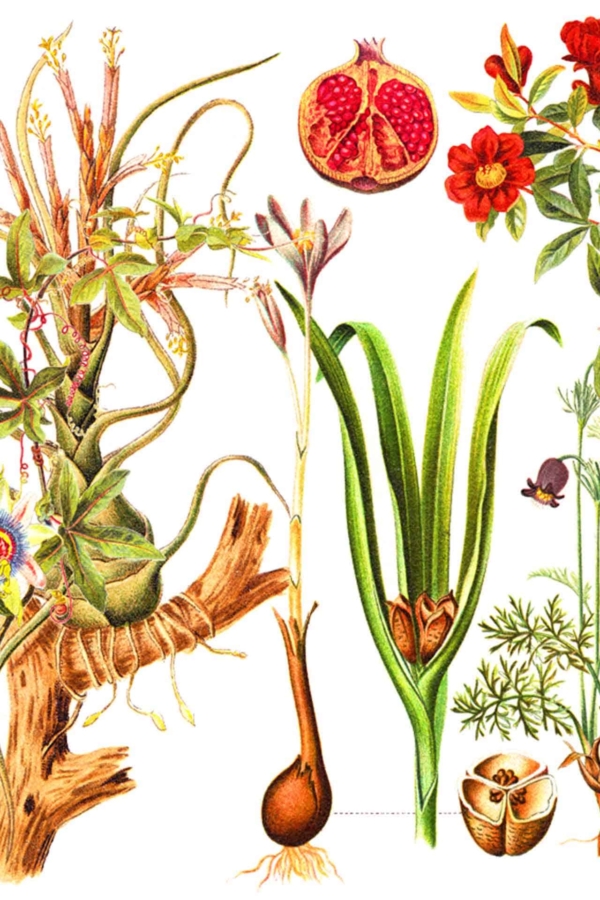 Vibrant botanical wallpaper: intricate roots, blooming pomegranate segments, sprouting bulbs, flowers in full bloom, and detailed pods. Features diverse plant forms and life stages. Colors include lush greens, deep reds, bright yellows, soft pinks, and earthy browns.