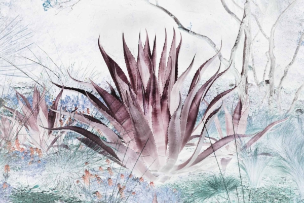 Digitally altered wallpaper featuring a large agave plant with dark, pointed leaves. Background includes ghostly trees and abstract foliage. Surreal, dreamlike quality with shades of blue, purple, and white. Positive effect that enhances visual appeal.