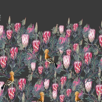 Illustration featuring multiple pink protea flowers and green leaves on a dark background. Detailed birds with orange crests, black, white, and tan feathers are perched among the vibrant protea hedge. Intricate, lively design with prominent elements: pink proteas, green foliage, dark backdrop, orange-crested birds.
