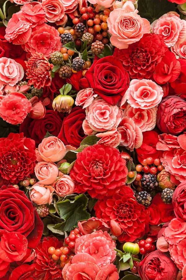 A vibrant wallpaper featuring an assortment of luscious red and soft pink flowers, including roses, dahlias, carnations, and bursting berries. Dense floral textures are highlighted by deep reds and soft pinks contrasted with lush green foliage. Ideal for adding rich color to any space.