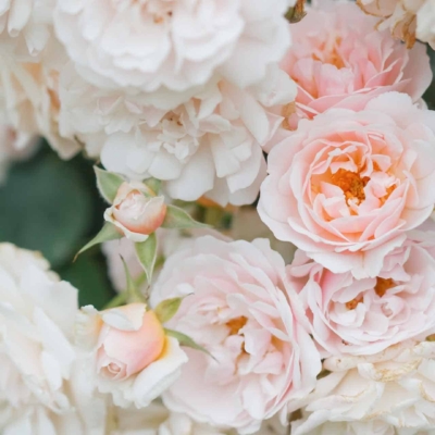 Delicate cluster of pale pink and white roses in full bloom with soft, layered petals. Surrounded by unopened buds. Lush and romantic appearance. Set against green foliage in an enchanting garden background.