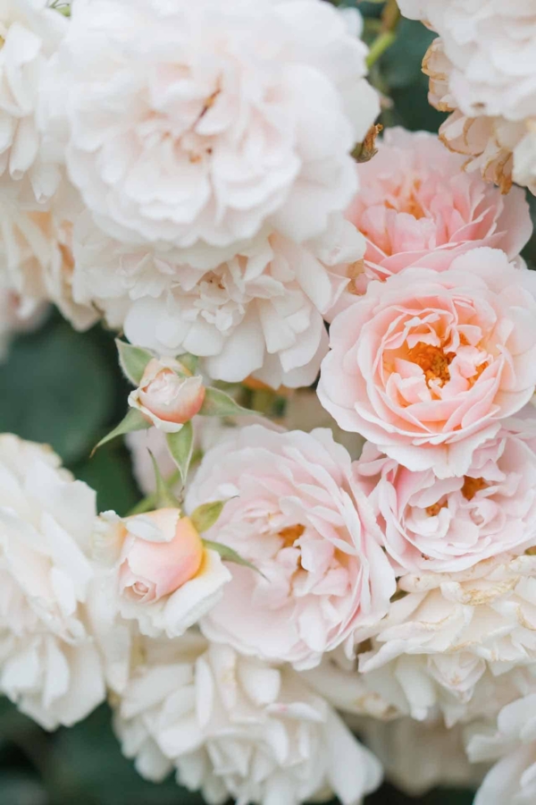 Delicate cluster of pale pink and white roses in full bloom with soft, layered petals. Surrounded by unopened buds. Lush and romantic appearance. Set against green foliage in an enchanting garden background.