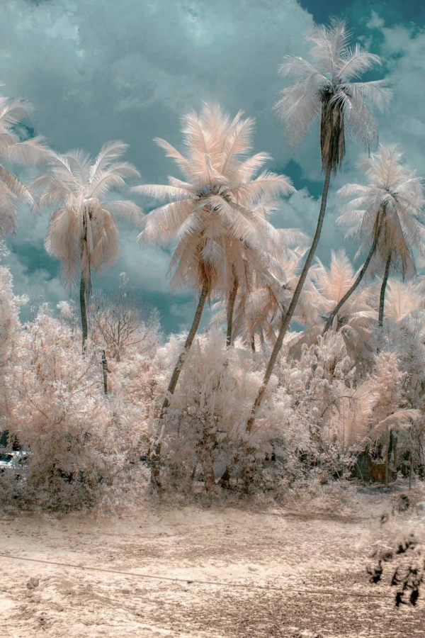 An ethereal wallpaper featuring tall, wispy palm trees set against a dramatic, cloudy sky. Subtropical foliage and ground shimmer in soft pinks and whites. This otherworldly scene evokes a dreamlike quality with its delicate hues and intricate details. Keywords: ethereal, wispy palm trees, cloudy sky, subtropical foliage, soft pinks, whites, otherworldly, dreamlike landscape.