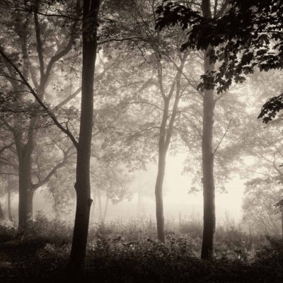 A serene forest scene wallpaper in black and white features tall trees creating a canopy. Soft light filters through the mist, casting a dreamy, ethereal glow. Dense vegetation and foliage cover the ground, while the mist adds a mysterious atmosphere to this safe space in the landscape. The elements include tall trees, dense vegetation, soft light, ethereal glow, and misty atmosphere; colors are primarily black and white with shades of gray.