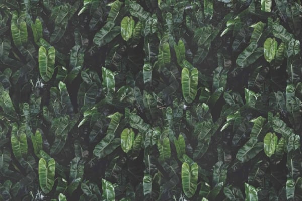 A lush and dense array of broad, vibrant green leaves fills the wallpaper. The glossy, layered foliage creates a rich texture against a dark background. This contrast accentuates the vivid green tones, giving the wallpaper a tropical and mysterious feel.