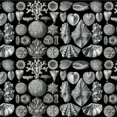 A detailed pattern featuring intricate, symmetrical sea life forms including detailed secret shells, delicate corals, and various marine organisms. The design is monochromatic and utilizes shades of gray set against a black background. The wallpaper is repeated in a seamless tile-like fashion, creating a continuous flow of oceanic elements and colors for effective searchability.