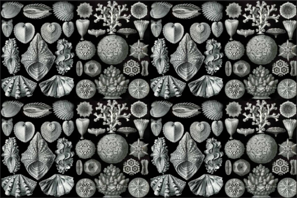 A detailed pattern featuring intricate, symmetrical sea life forms including detailed secret shells, delicate corals, and various marine organisms. The design is monochromatic and utilizes shades of gray set against a black background. The wallpaper is repeated in a seamless tile-like fashion, creating a continuous flow of oceanic elements and colors for effective searchability.