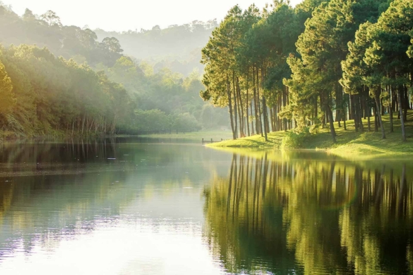 A serene lake wallpaper featuring a lush forest of tall pine trees. Reflections of pines shimmer on calm water while sunlight filters through green foliage, creating a tranquil scene. Mist adds to the peaceful atmosphere in the background, with soft blues and greens dominating the palette.