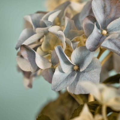 Close-up shot of delicate pale blue and lavender hydrangea flowers with soft focus, set against a light teal background. The translucent petals impart an ethereal and serene quality, reminiscent of quiet Shadow Days. Elements: delicate flowers, pale blue, lavender, soft focus, light teal background. Colors: ethereal pale blue and lavender against serene light teal.